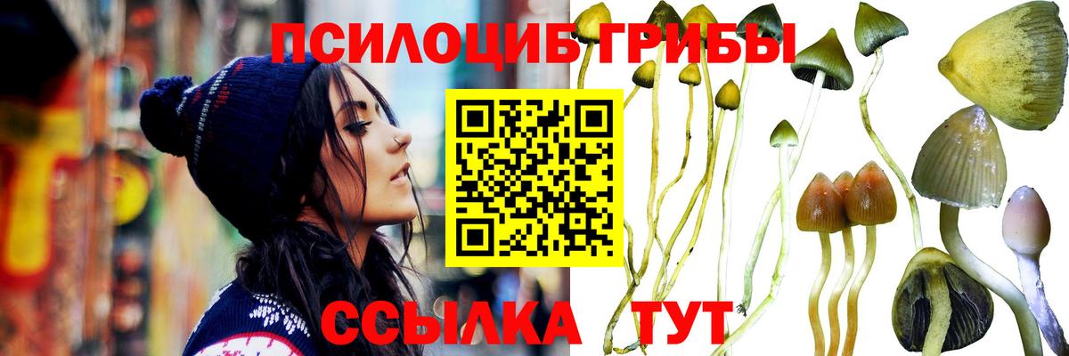 Псилоцибиновые грибы Psilocybe Курск